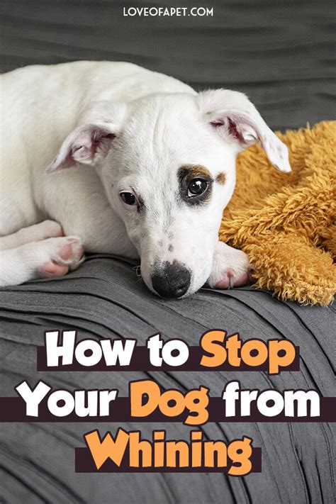 How To Stop Your Dog From Whining Love Of A Pet