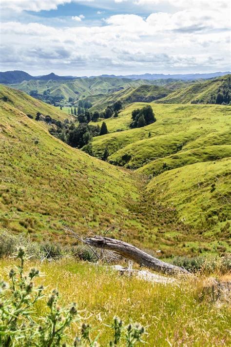 Typical Rural Landscape In New Zealand Stock Photo Image Of Natural