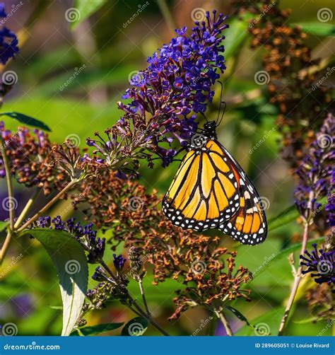 A Monarch Butterly On A Purple Flower Stock Image Image Of Meadow