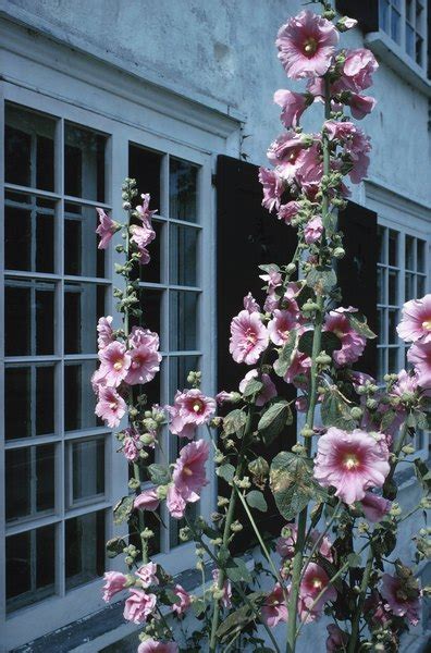 Technically, it's a shrub, but the nellie stevens holly towers high, reaching 25 feet when it's fully grown. Tall Plants to Create a Privacy Balcony | Home Guides | SF ...