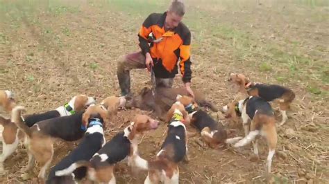 Chasse Aux Sanglier 2020 Chiens Courants Youtube