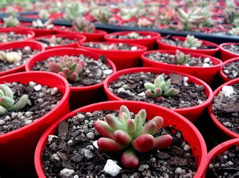 Para que las semillas germinen con facilidad es necesario humedecer bien la tierra durante unos días, hasta que aunque con las semillas más gruesas como por ejemplo las judías, las podemos meter en remojo 24 horas antes de plantarlas y así nos evitamos el tener que humedecer tanto la tierra. Mark calls for Extra Support for Garden Centres | Mark ...