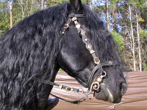 Friesian Horse At The Hoggetowne Medieval Faire This Is A Flickr