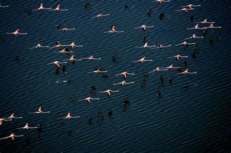 He has also directed films about the impact of humans on the planet. Syria, Al-Jabbu Lake, flamingos | Arthus bertrand, Fond ...