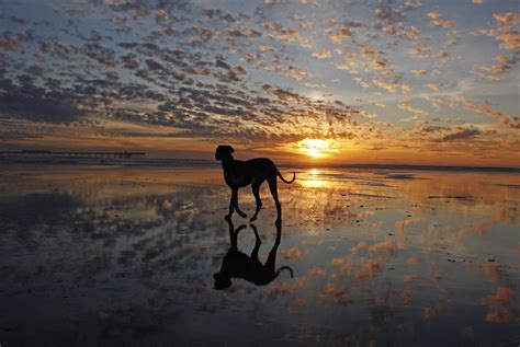 252 Sunset At Dog Beach In Ocean Beach Beautiful Sunset Flickr