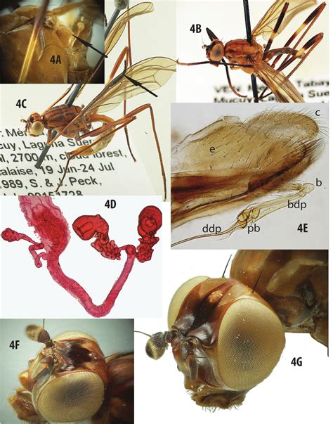 Mesoconius Anchitarsus Sp Nov A Thorax Abdomen Junction To Show