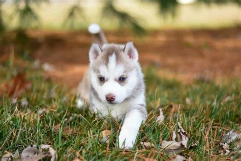 The Mini Husky Your Ultimate Breed Information Guide Your Dog Advisor