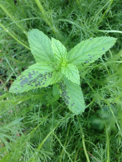 Mint Leaves With Black Spots - Herbs and Food Recipes