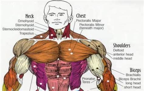 Small muscles running between the ribs, known as the external intercostal muscles, lift the ribs during deep breathing to further expand the chest and lungs and provide even more air to the body. Mission Style House, Traditional Craftsman Home Featuring ...