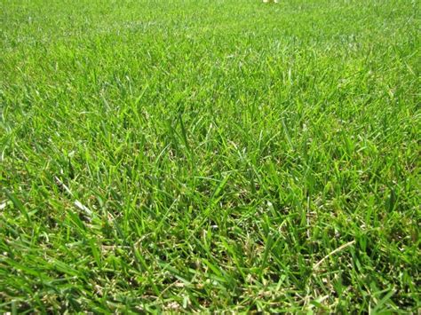 Grass Mix Turf Type Tall Fescue American Seed Co