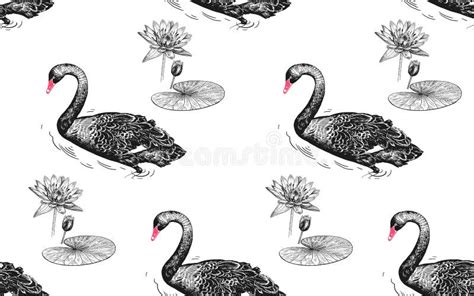 Swans And Water Lily Seamless Pattern Stock Vector Illustration Of