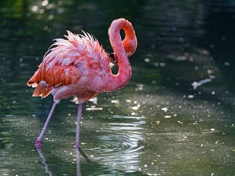 Pink Flamingo In Dark Waters A Pink Flamingo Walking In Th Flickr