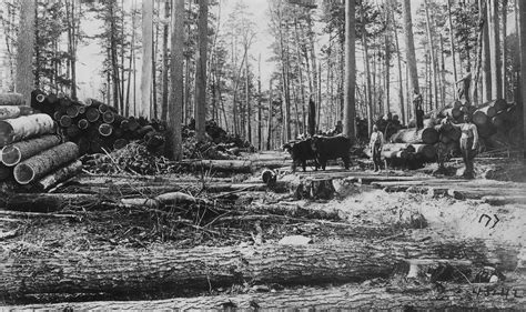Free 1800s Logging White Pine In Michigans Upper Peninsula R