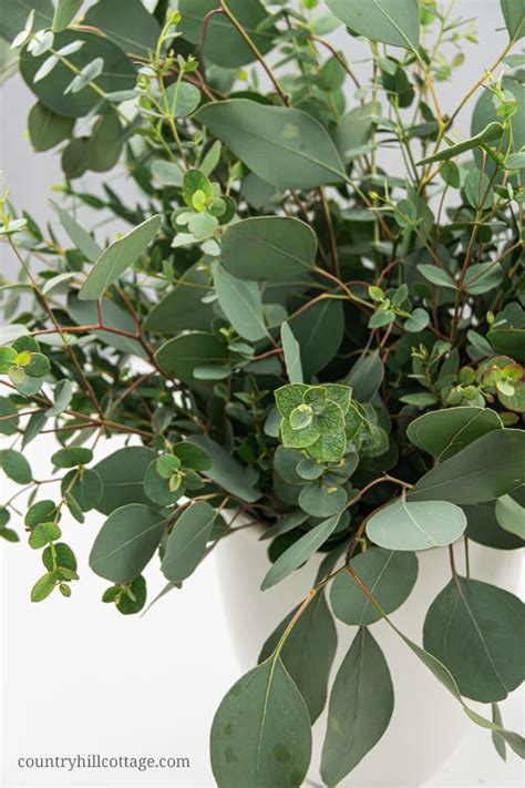 Discover 151 common types of flowers with our comprehensive guide including images, gardening information and tips to help find your perfect bloom! Eucalyptus Arrangement Simple Modern DIY Flower Arrangement