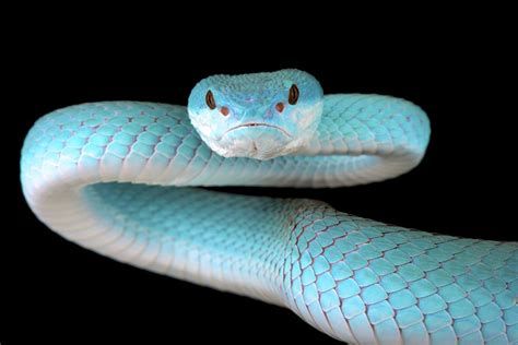 Beware The Impossibly Beautiful Blue Viper Snake Pit Viper White Lips