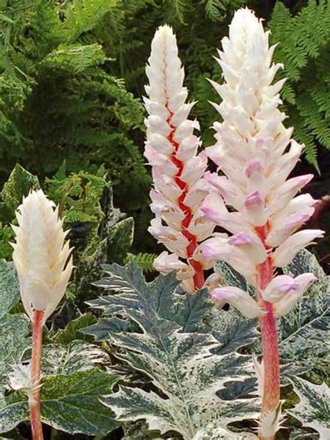 Tall Shade Perennials 10 Flowering Plants That Bloom In The Shade