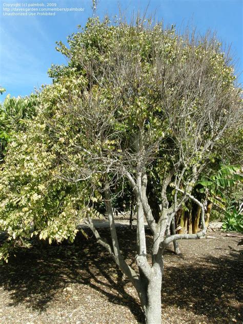 Also valid for peruvian torch, bolivian torch, peyote and. PlantFiles Pictures: Averrhoa Species, Star Fruit ...