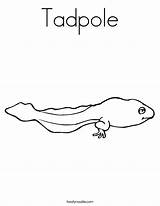 Tadpole sketch template