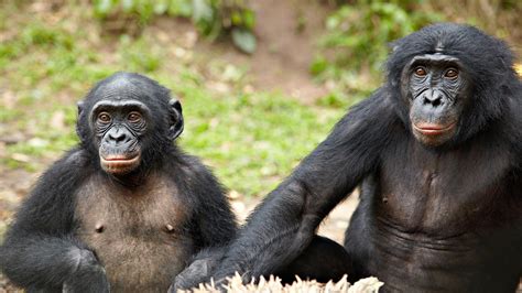 Do Bonobos Really Spend All Their Time Having Sex The Amazing World