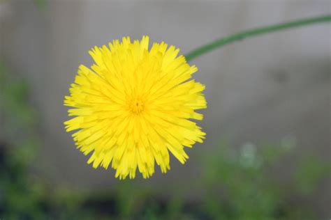 Check spelling or type a new query. Wildflowers Found in Oregon - Common Dandelion