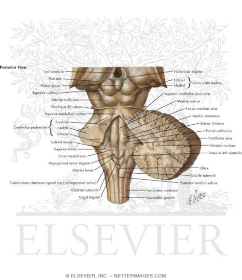 Anatomy Of The Fourth Ventricle Posterior View With Cerebellum Removed