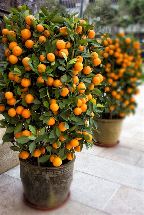 Chinese new year is a bright, colorful holiday, with all manner of decorations. Chinese Orange Tree | The Chinese New Year symbol for ...