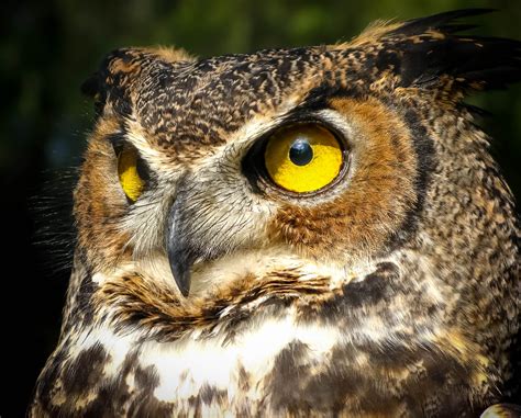 Free Photo Great Horned Owl Animal Bird Branch Free Download