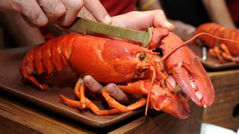 campaigners call for boiling alive of crabs and lobsters to be banned itv news