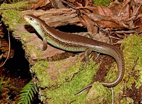 The giant stachelskink ( bellatorias major, previously egernia major) is a species of reptile from the family of skinks. Major Skink (Bellatorias frerei) | Mt Nebo, Queensland ...