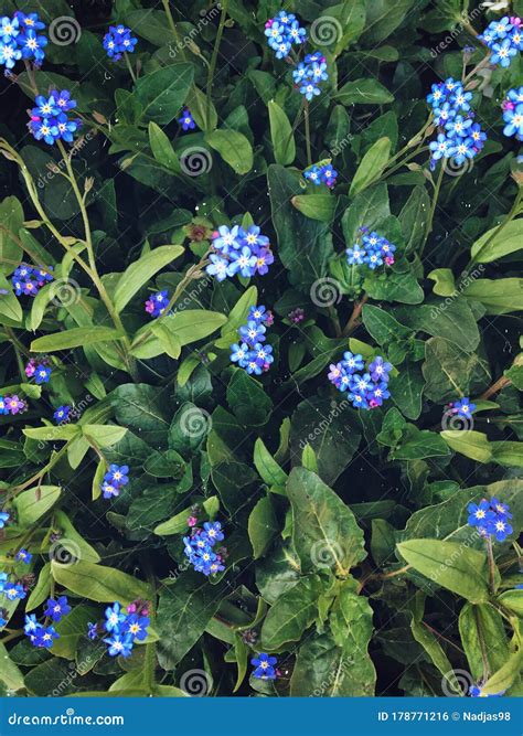 Beautiful Blue Flowers Stock Photo Image Of Flora Plant 178771216