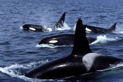 From Orcas To Humpbacks Heres Where To See Whales Around The Bay Area
