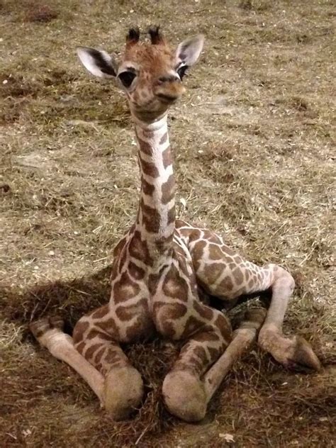 Tony Hale Adlı Kullanıcının Baby Giraffe Panosundaki Pin Zürafalar