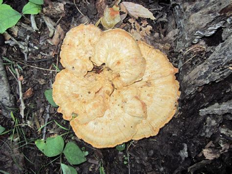 Maryland Biodiversity Project White Chicken Of The Woods Laetiporus