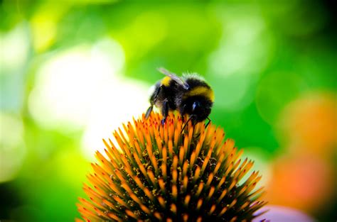 Bumblebee Insect Wallpapers FREE Pictures on GreePX