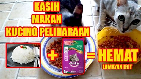 Cara Mencampur Wiskas Dengan Nasi Versi Makanan Kucing YouTube