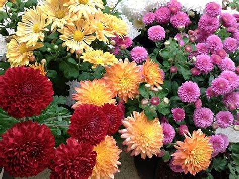 They can only be bought on the marketplace. WSHG.NET BLOG | Chrysanthemums: An Underused Fall ...