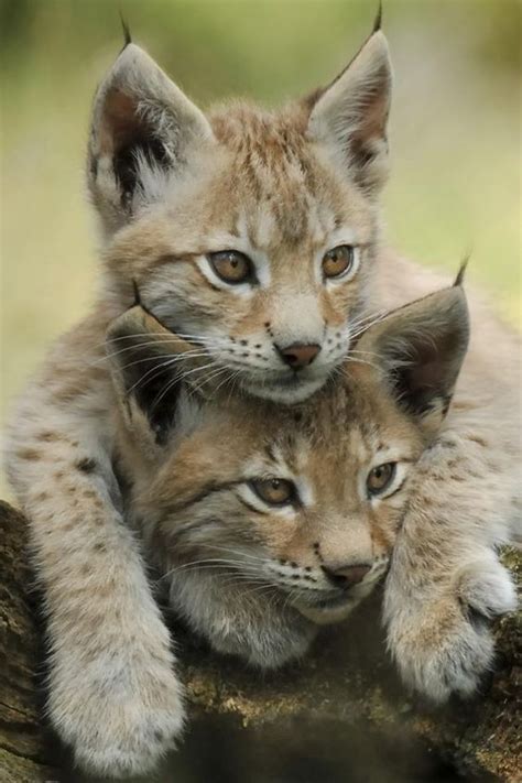 Maybe you would like to learn more about one of these? ~~lynx kittens | lynx have a short tail and characteristic ...