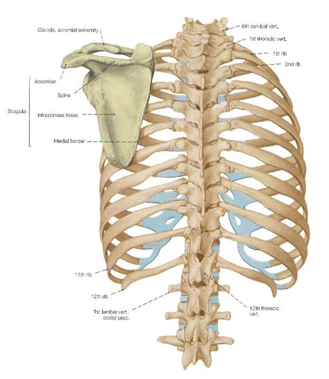 Rib cage, basketlike skeletal structure that forms the chest, or thorax, made up of the ribs and their corresponding attachments to the sternum and the vertebral column. Dorsal view of the thorax skeleton with scapula. — anatomy ...
