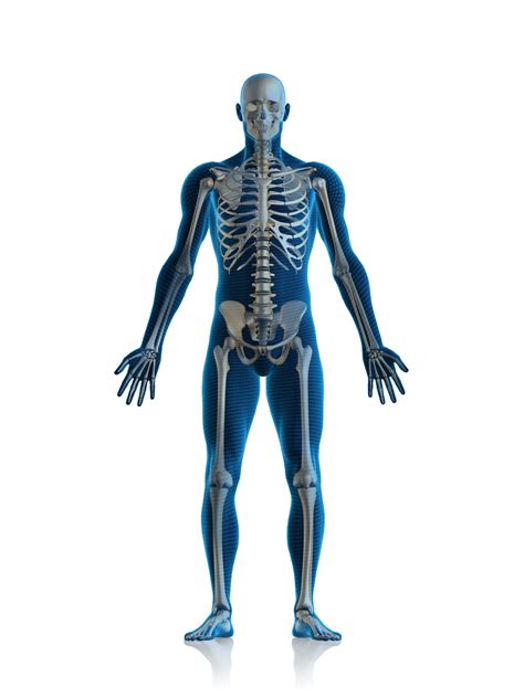 Muscles are the only tissue in the body that has the ability to contract and therefore move the other. How Many Bones Are There in the Human Body? Your Guess May ...