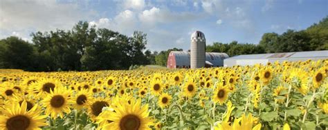 National Sunflower Association Home