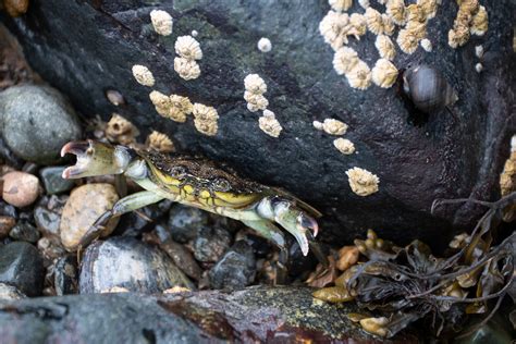 10 Creatures You Can Find In A Maine Tide Pool