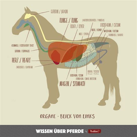 Der linke und rechte lungenflügel und die luftröhre bilden das grundgerüst der lunge. Die Organe des Pferdes - Pferdeliebe - das Magazin