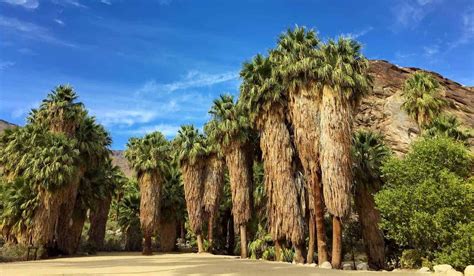 Indian Canyons Hiking Trails Discover The Desert Region Near Palm Springs