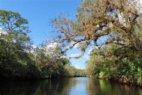 St Lucie River Beautiful Kayak Trail Deserves Discovery