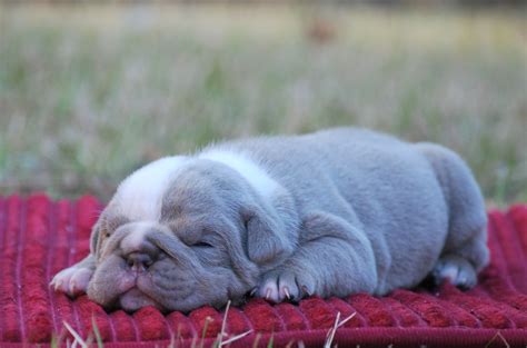 Lilac Olde English Bulldogge Puppies For Sale