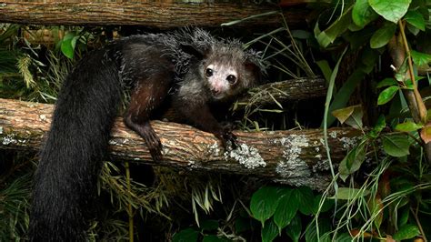 10 Wild Facts About The Aye Aye A Most Improbable Animal Howstuffworks