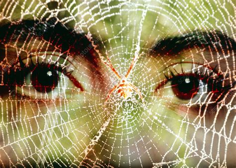 Arachnophobia Womans Face Peering At Spider Web Stock