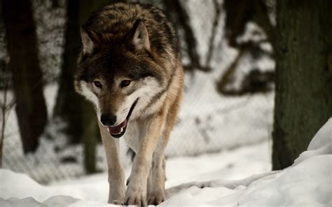 Download Wallpaper 3840x2400 Wolf Predator Snow Walk 4k Ultra Hd 16