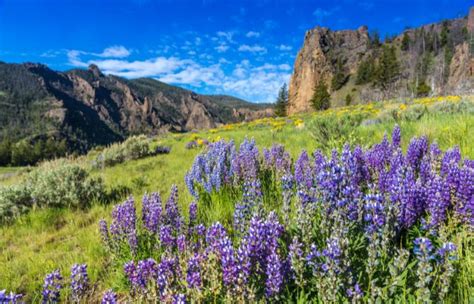 best time to visit yellowstone national park usa traveladvo