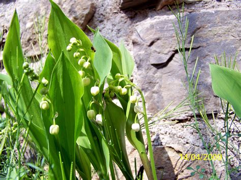 Maybe you would like to learn more about one of these? Télécharger photos muguet gratuitement